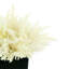 Pampas & Magnolia Leaf in Glass Pot with Rock-1408785774-1408785773