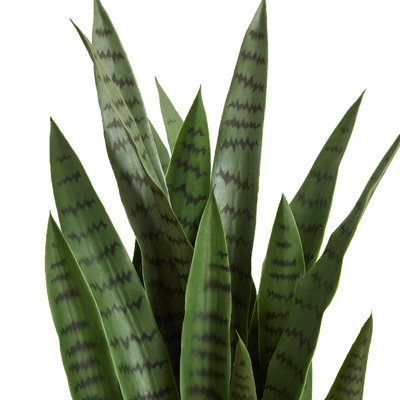 38" Snake Plant in Planter