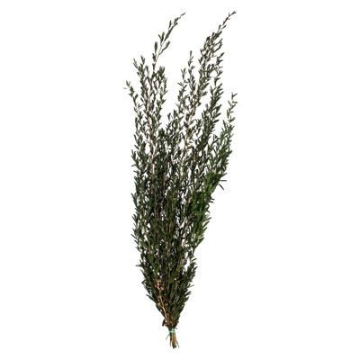 25'' Plant