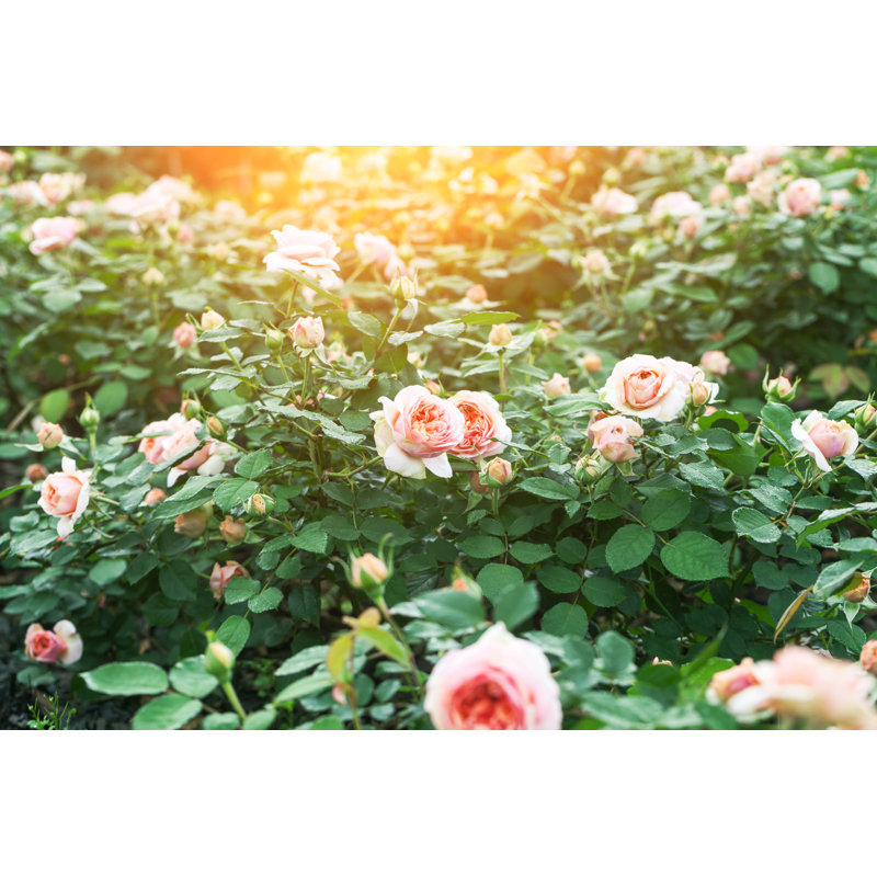 Pink Rose Blooming In The Garden by Jxfzsy - No Frame Art Prints on Canvas, 20cm H x 30cm W
