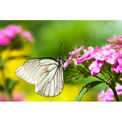 Annemore Butterfly - Wrapped Canvas Print
