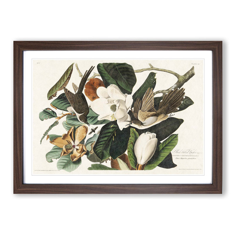Black-Billed Cuckoo Birds by John James Audubon - Picture Frame Art Print, Walnut Framed, 36cm H x 48cm W x 2cm D