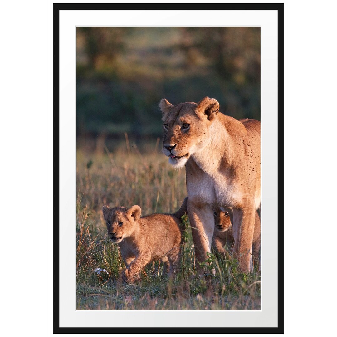 Gerahmtes Poster Löwenmutter mit Jungtieren