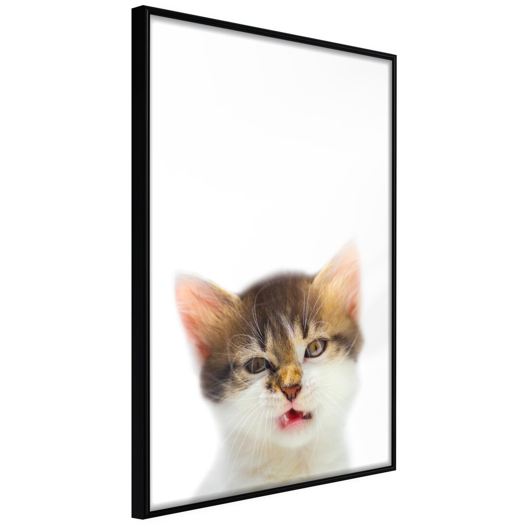 Gerahmtes Poster Funny Kitten