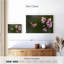 Colibri fleur de cerisier Brampt-108875077