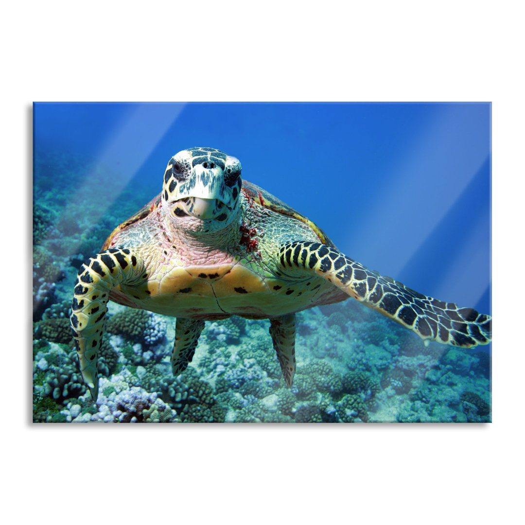 Ungerahmtes Foto auf Glas "Turtle on Coral Reef"