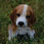 Statue chiot beagle assis