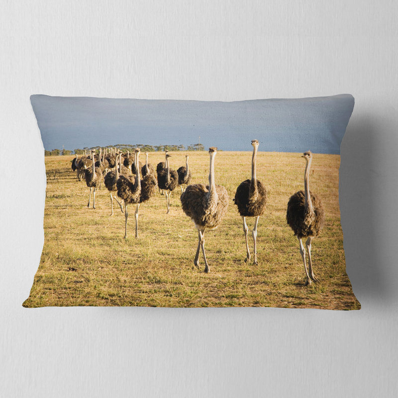 Coussin lombaire afrique du sud africain ostriches