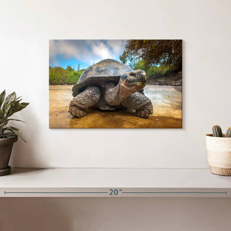 Galapagos Beach Tortoise, 8" H x 12" W
