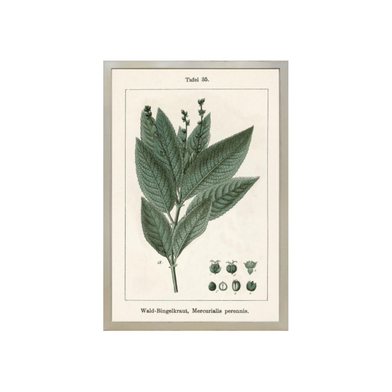 «Acer pseudoplatanus» par Sofia Fox - impression, Extérieur, H 45 po x l 30 po