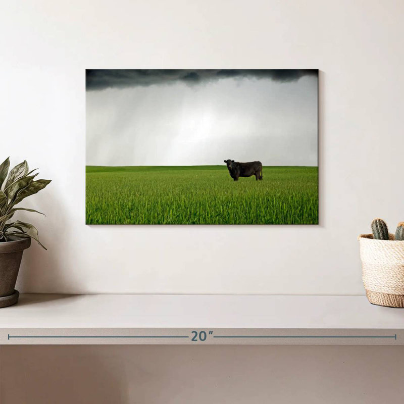 Brampt Angus Cow