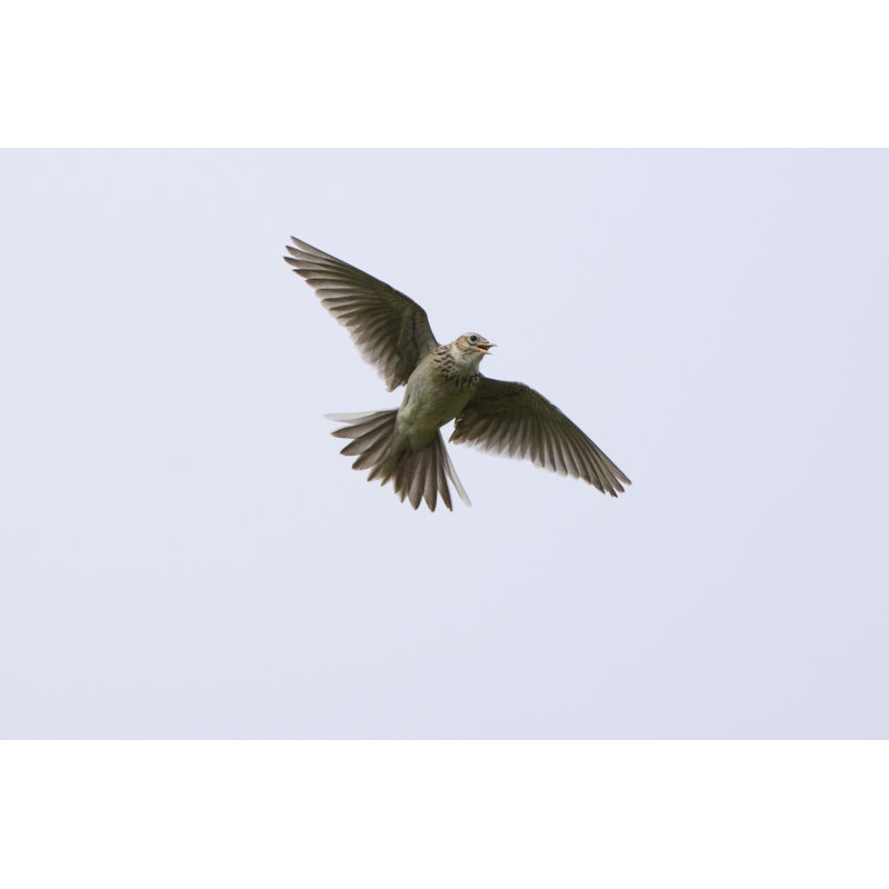 Skylark by Andrew_Howe - No Frame Art Prints on Canvas, 61cm H x 91cm W