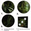 Jungle Plants Whispers Collage 2 - art mural Jungle-2060663299-2060663305