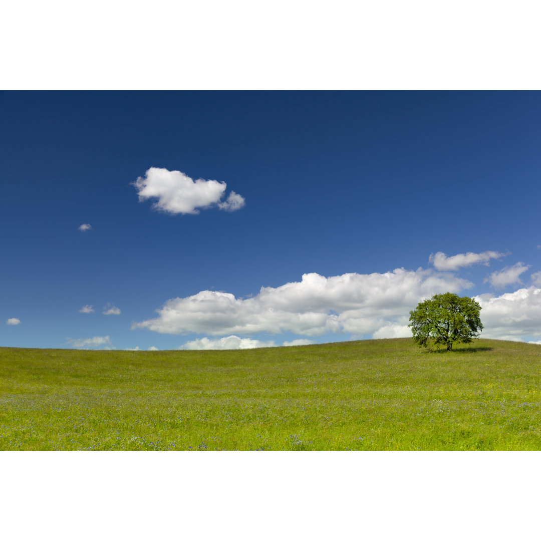 Einsamer Baum auf der Wiese von 35007 - Druck auf Leinwand ohne Rahmen