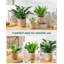 HDHPOT Ceramic Pot Planter-2100550267