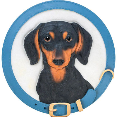 Dachshund