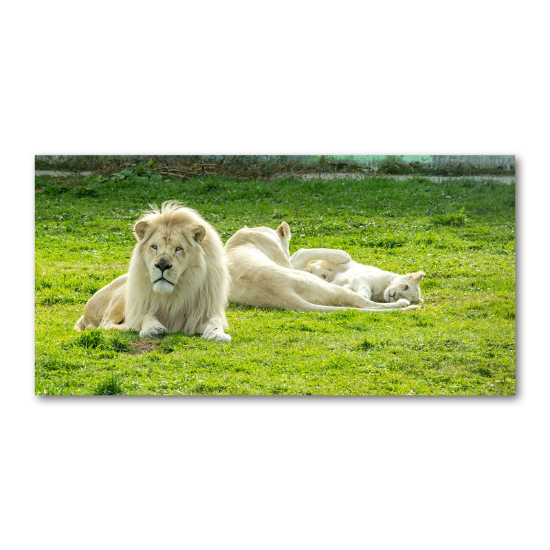 Beige Lions - Wrapped Canvas Print, Wrapped Canvas, 60cm H x 120cm W