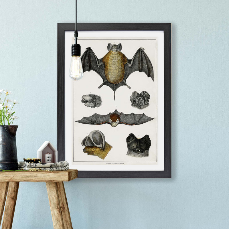 Various Bats XIII - Framed Print, 33cm H x 45cm W x 2cm D, Black