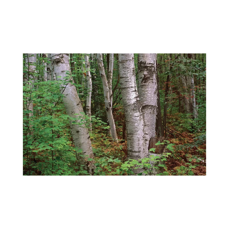 Birch Forest, Pictured Rocks National Lakeshore, Michigan 1 Piece Wrapped Canvas Wall Art