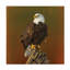Jim Brune Proud Bald Eagle Canvas Art-90731086