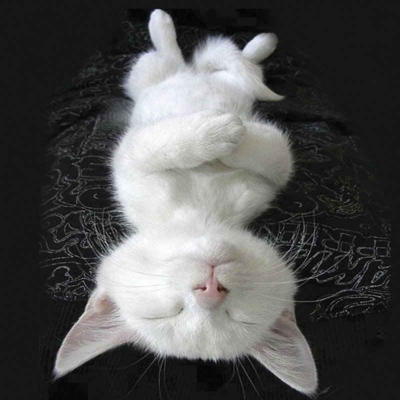 " Cat Yoga III " by R. Nob, 30" H x 30" W