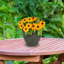 Pot à fleurs extérieur rond en céramique Ailynn-215457971-215457969