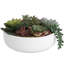 Plante grasse artificielle 1,8 po en pot