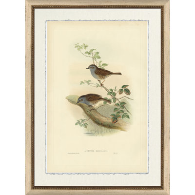 Accentor Modularis Painting