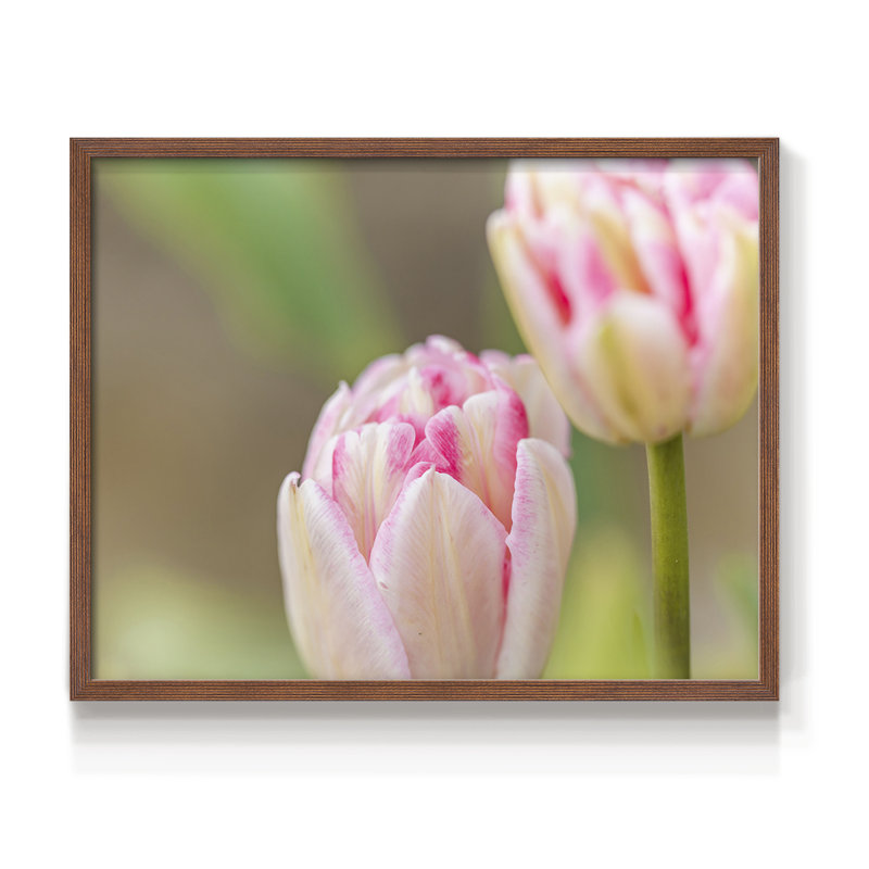 Blush -Framed Print - Restickable