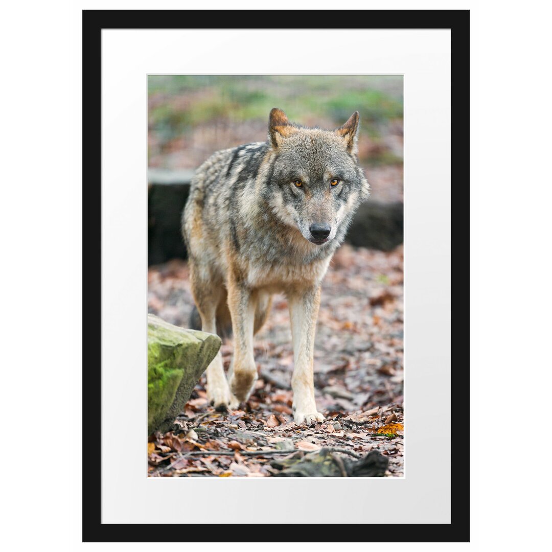 Gerahmtes Poster Wolf im Laubwald