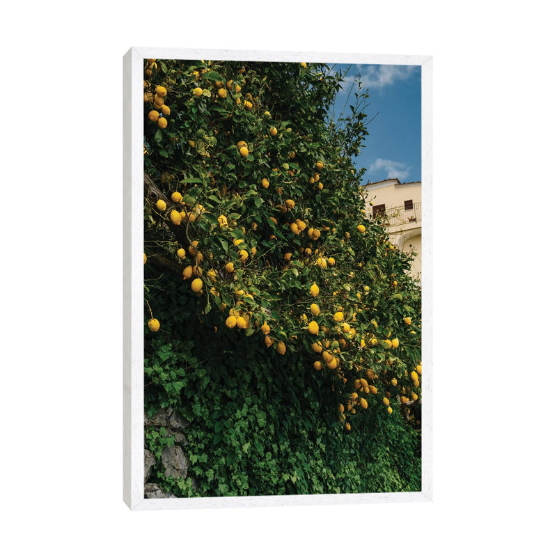 Amalfi Coast Lemons II by Bethany Young - Print on Canvas, 66.04cm H x 45.72cm W x 3.81cm D, White Framed