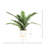 Variegated Cordyline Plant