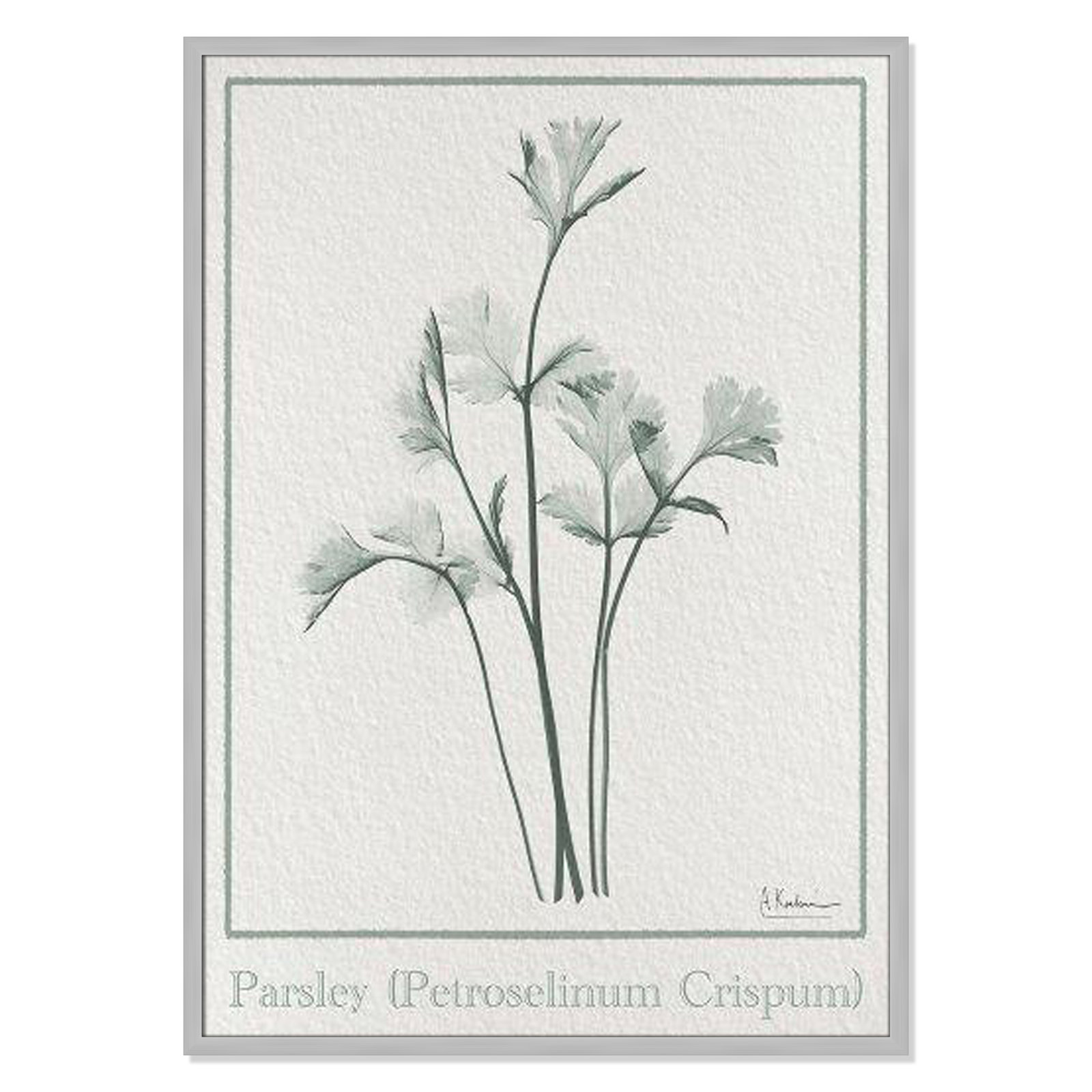 Jeanette "Parsley II" Print by Albert Koetsier, Matte Silver Framed Paper, 41.5" H x 29.5" W x 1.25" D