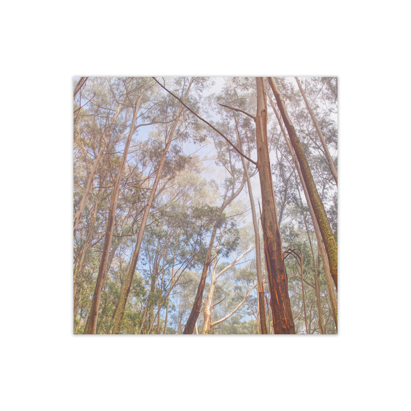 Eucalyptus Forest by Nur Mut - Single Picture Frame Print, 40 cm H x 40 cm W, No Framed