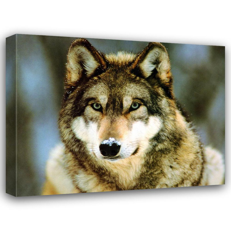 Loup gris, H 19 po x l 24 po