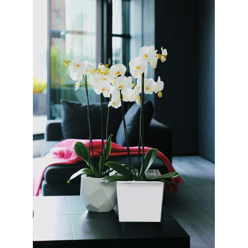 Vase de table en verre transparent intérieur/extérieur edgemoore, H 5 po x l 5,5 po x P 5 po