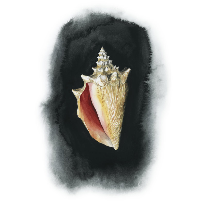Conch On Black I - Painting, 30 cm H x 46 cm W, Black Floater Frame