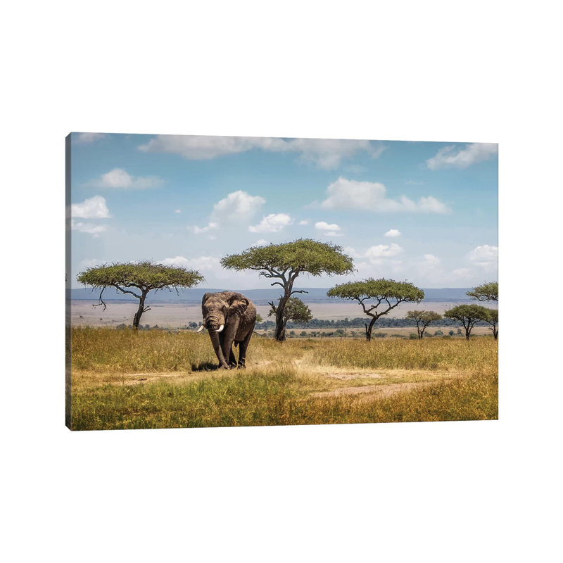 African Elephant Bull Walking Through Acacia Tree Field II by Susan Schmitz - Wrapped Canvas Gallery-Wrapped Canvas Giclée