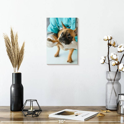 Brampt Pet Care