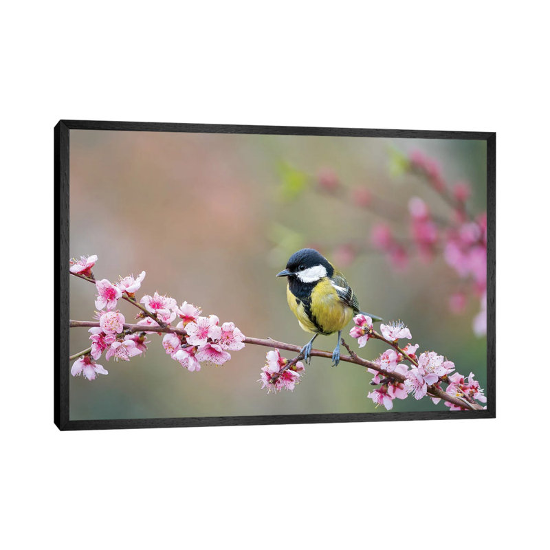 Great Tit In Spring by Mateusz Piesiak - Floater Frame Print on Canvas, 101.6 cm H x 66.04 cm W, Black Framed Canvas