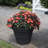 Lanesborough Resin Pot Planter-2146240359-2044513454