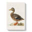 Female Mallard Duck by Von Wright - Wrapped Canvas Painting-55316442