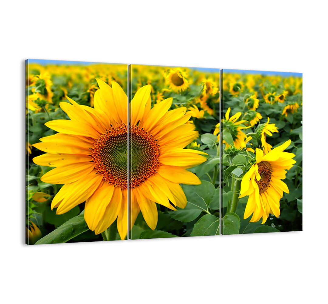 3-tlg. Leinwandbilder-Set Hunderte von Sonnenblumen