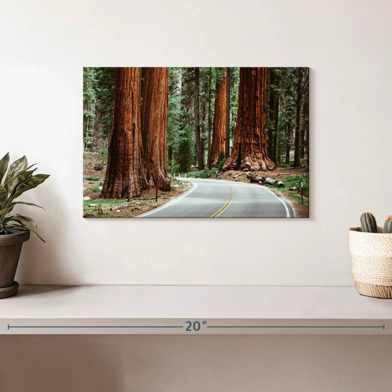 Sequoia Park Road, H 8 po x l 12 po