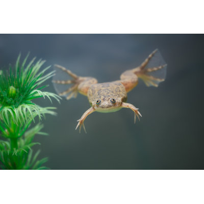 " Exotic Frog Swimming " by Pirotehnik