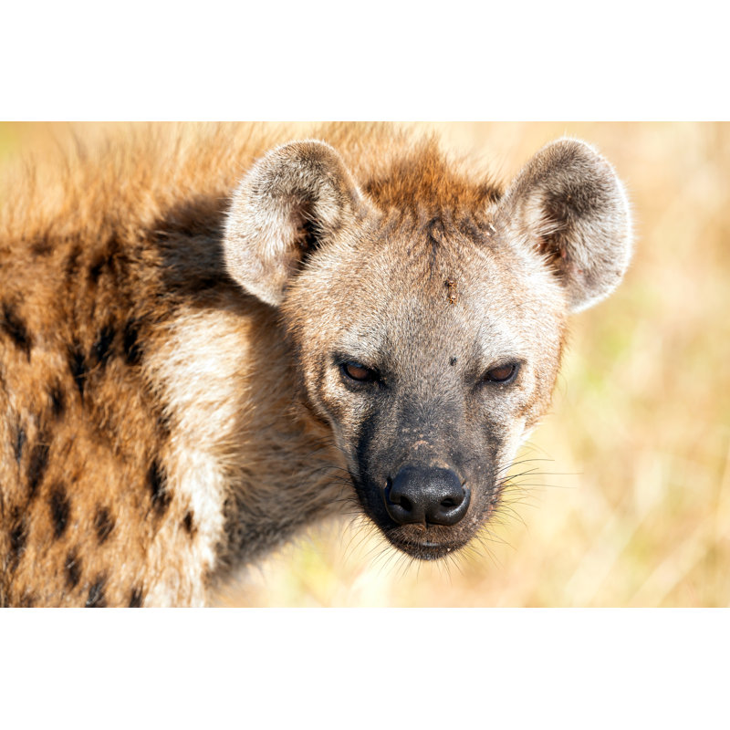 Spotted Hyena With Ticks by 1001slide - Wrapped Canvas Print, 61cm H x 91cm W x 3.8cm D