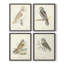 Barn Owl, reproduction encadrée - ensemble de 4-311021007-311021006