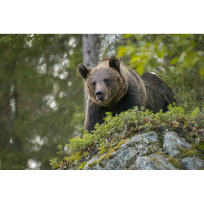 Ours brun regardant vers le bas - Photographie sur toile tendue