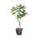 76.5'' Faux Fiddle Tree Tree in Pot