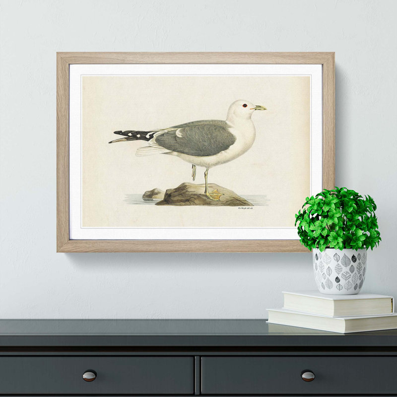 A Common Gull by Von Wright - Single Picture Frame Painting, Oak Framed, 45cm H x 63cm W x 2cm D